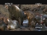 动物世界 《动物世界》 20141122 海岛历险记（四）