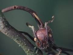 地球脉动 第一季（Planet Earth I）第8集：富饶丛林