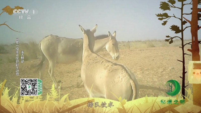 秘境之眼 《秘境之眼》 藏酋猴/黑熊/四川羚牛/蒙古野驴 20230203