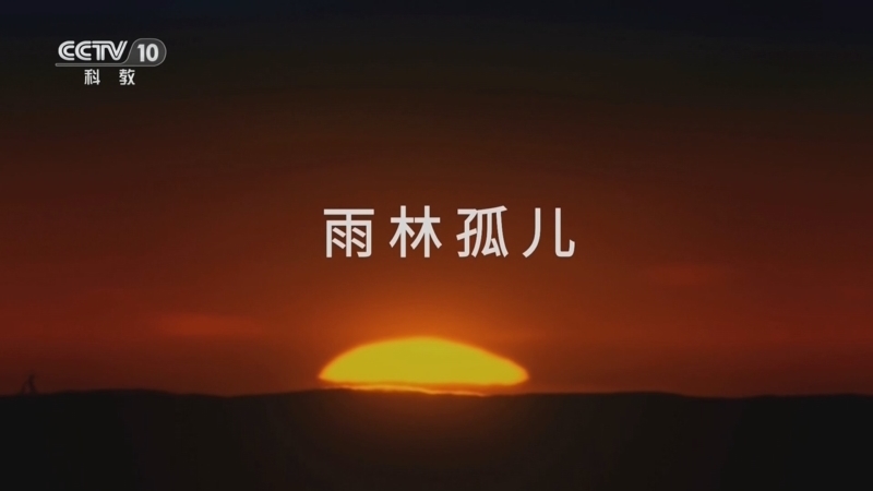 《与恐龙同行》 第1集 雨林孤儿