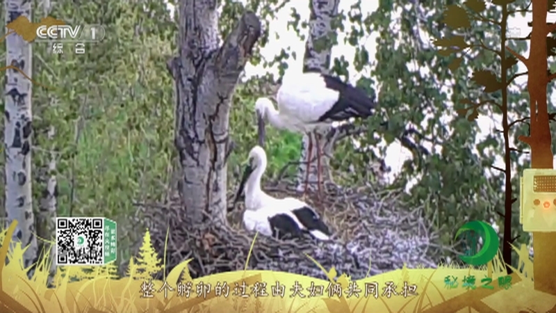 《秘境之眼》 东方白鹳 20210425