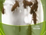 原来如此 《原来如此》 20180204 难除的蟑螂
