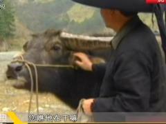 经典传奇 动物也疯狂之“牛魔王”传奇