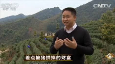 致富经 [致富经]差点被猪拱掉的财富 20160503