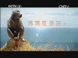 动物世界 《动物世界》 20140726 狒狒魔盗团（四）