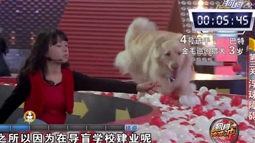狗狗冲冲冲 养狗理念让它做自己