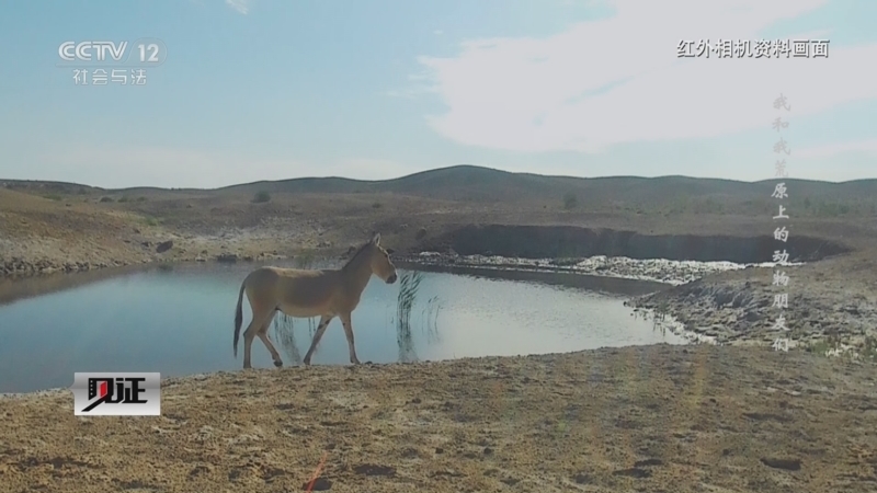 《见证》 20260323 我和我荒原上的动物朋友们