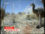 动物世界 动物世界 2010年 第179期