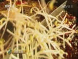 消费主张 《消费主张》 20160816 消暑夜市全攻略——重庆