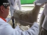 走近科学 《走近科学》 20170419 智能农业（上）
