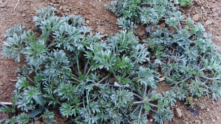 农村常见的野菜，被誉为野菜之王
