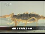 生财有道 [生财有道]蝎王之王的财富传奇 (20110611)