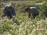 生财有道 [生财有道]富硒贡菊：种出来的健康产业(20121129)