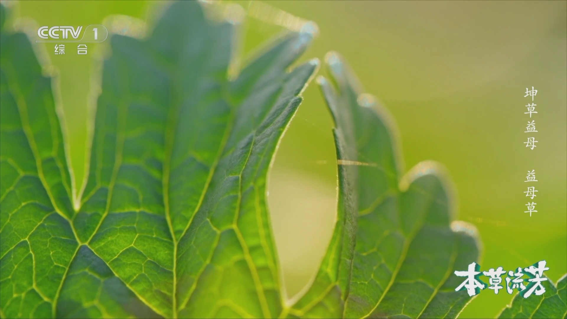 《本草流芳》 第5集 坤草益母