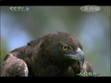 人与自然 原生故事：獴的故事 人与自然 20101101