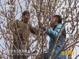 远方的家 《远方的家》 长城内外 第143集 长城脚下 辛夷飘香 20160511