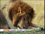人与自然 人与自然 2010年 第22期 2011-01-02