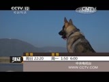 见证 《见证》 20150809 警犬出击 第二集 城市追凶