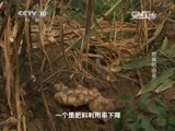 走近科学 《走近科学》 20150120 疯狂的食物——恐惧的由来