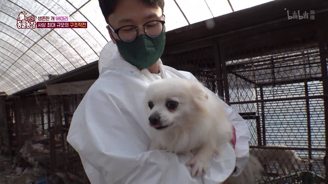 陷入绝望的狗狗们