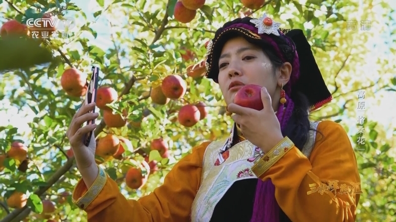 三农群英汇 《三农群英汇》 20201218 高原“格桑花”