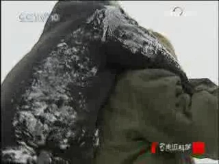 走近科学 真假夜明珠 上