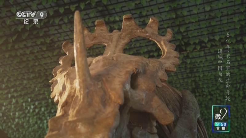 《5亿年 岩石里的生命奇迹 第一季》 第13集 诸城中国角龙