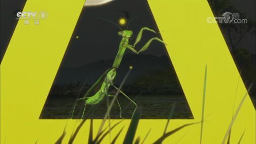 动物世界 《动物世界》 20200731 捕食者·草原之梦