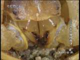 动物世界 动物世界 2010年 第207期