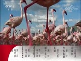 动物世界 《动物世界》 20170926 野性精彩直击（一）