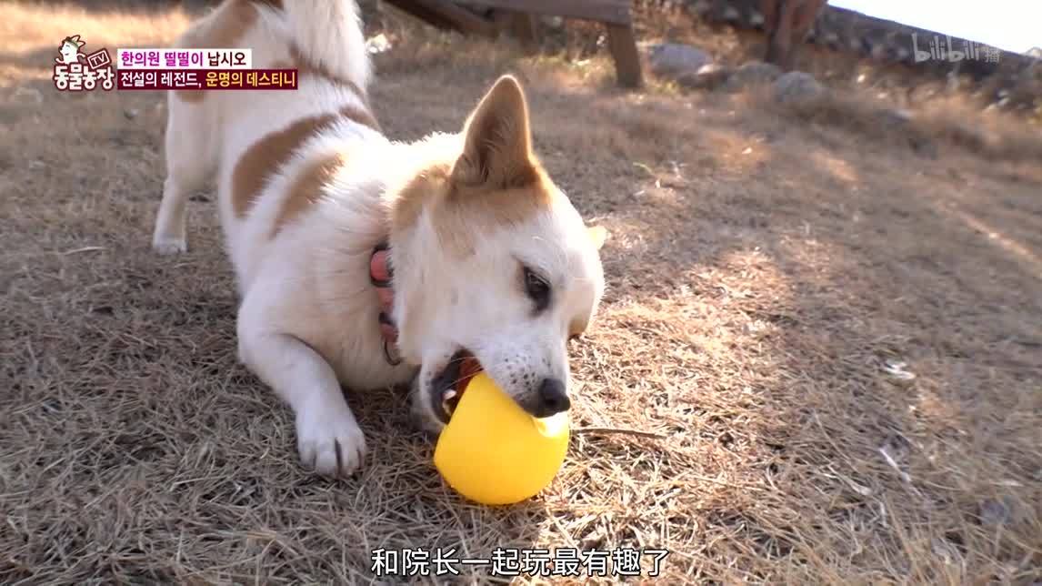 动物农场2020 中医院吉祥物