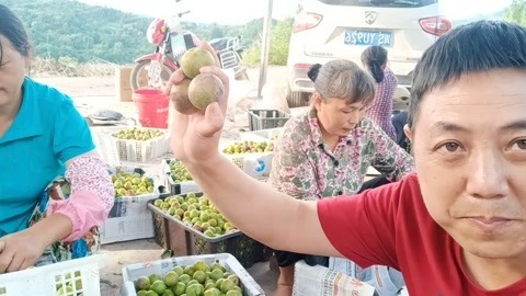 唱罢吹灯 你吃过四川大堰镇的李子吗，个大又甜让人流口水，好巴适哟