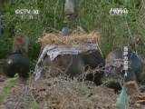 自然传奇 《自然传奇》 20141002 狂野无极限（4）