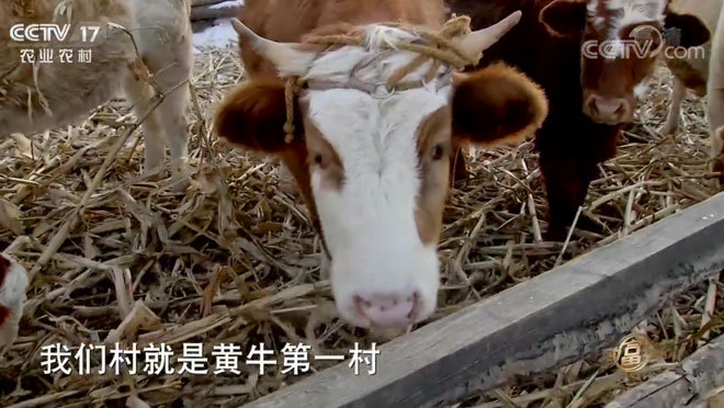 致富经 《致富经》 20200102 长白山上的牛财富