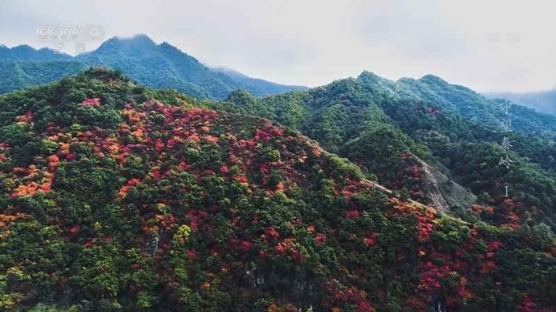 《守望秦岭》 第1集 秦岭大熊猫