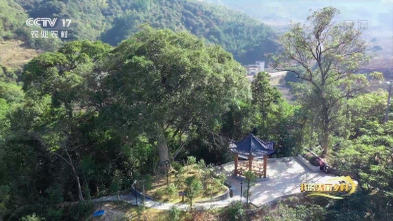 《我的美丽乡村》 20210408 青梅之乡看螺洞