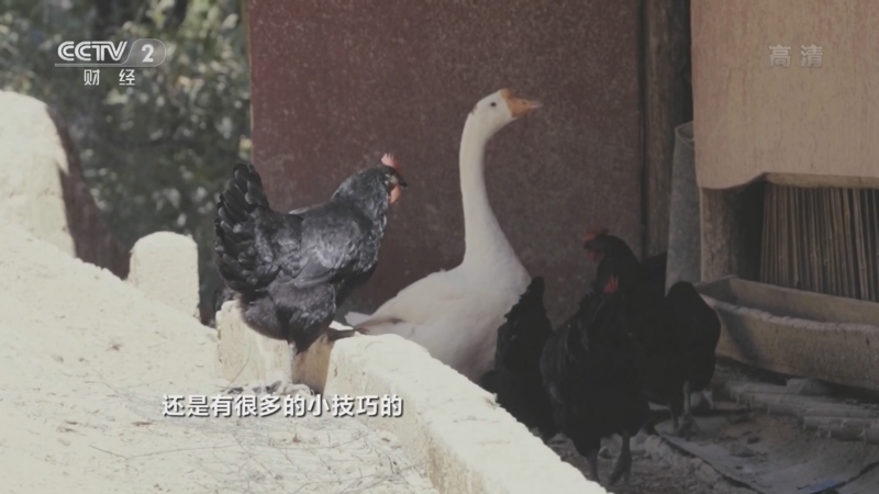 生财有道 《生财有道》 20221201 重庆城口：大山深处小康路