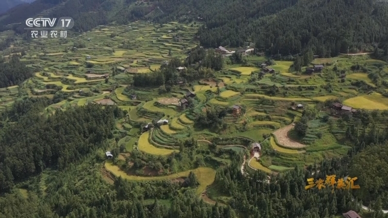 三农群英汇