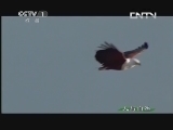 人与自然 《人与自然》 20131017 自然故事 鲁阿哈河传奇（上）