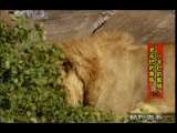 动物世界 动物世界 2010年 第175期