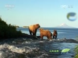人与自然 《人与自然》 20160607 熊的秘密（上）