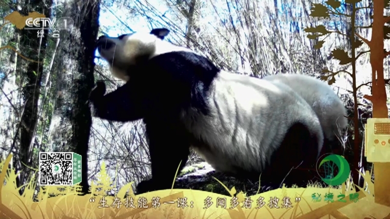 《秘境之眼》 大熊猫 20210302