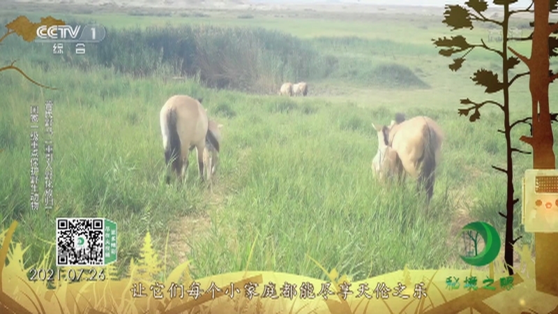 秘境之眼 《秘境之眼》 野骆驼/普氏野马/大白鹭/猞猁 20220515
