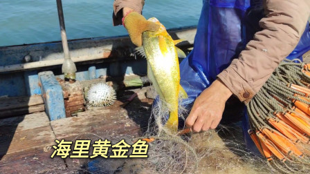 南澳岛赶海日记 你们想看的近海捕鱼它来了，还好捕到海里软黄金，要不然近乎空网