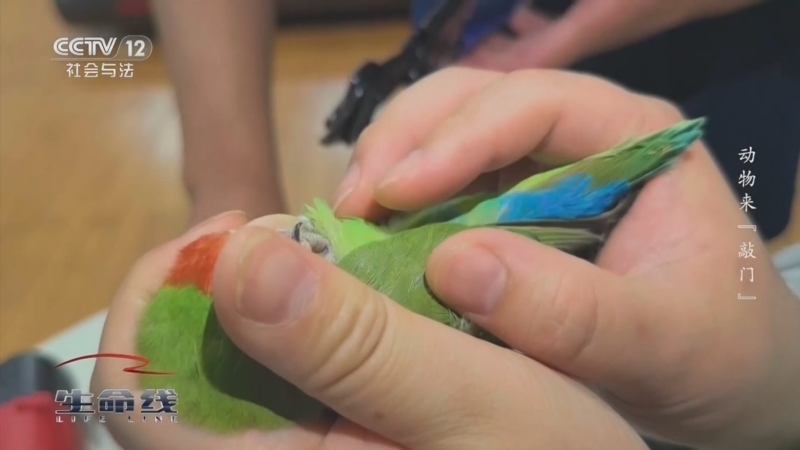 《生命线》 20260217 动物来“敲门”