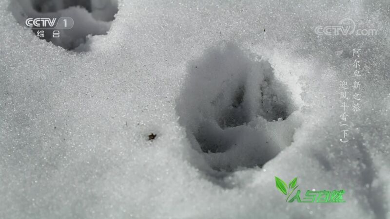 人与自然 《人与自然》 20201123 阿尔卑斯之旅——迎风斗雪（下）