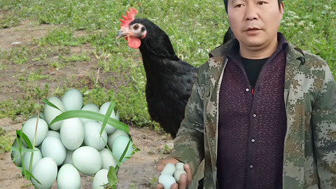 唱罢吹灯 绿壳蛋的鸡，达州赵固镇大山深处神秘之《绿壳蛋鸡》
