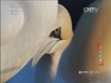 动物世界 《动物世界》 20160716 神奇的海