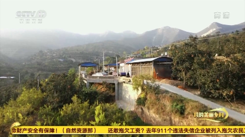 《我的美丽乡村》 20210201 年年岁岁柿柿红