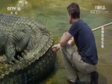 自然传奇 《自然传奇》 20170914 追捕危险生物